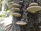 Szegett tapló (Fomitopsis pinicola), Retyezát